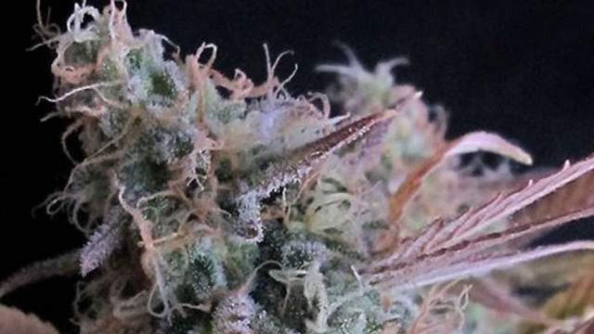 Raspberry Cough by Nirvana Seeds