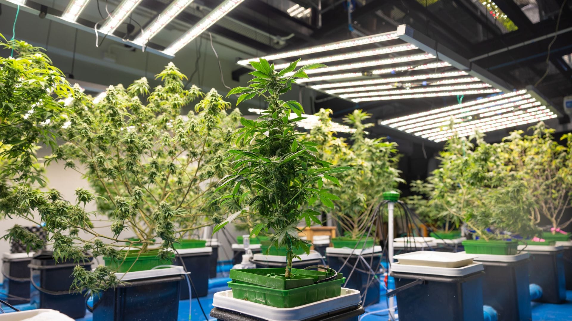 Cannabis under grow lights