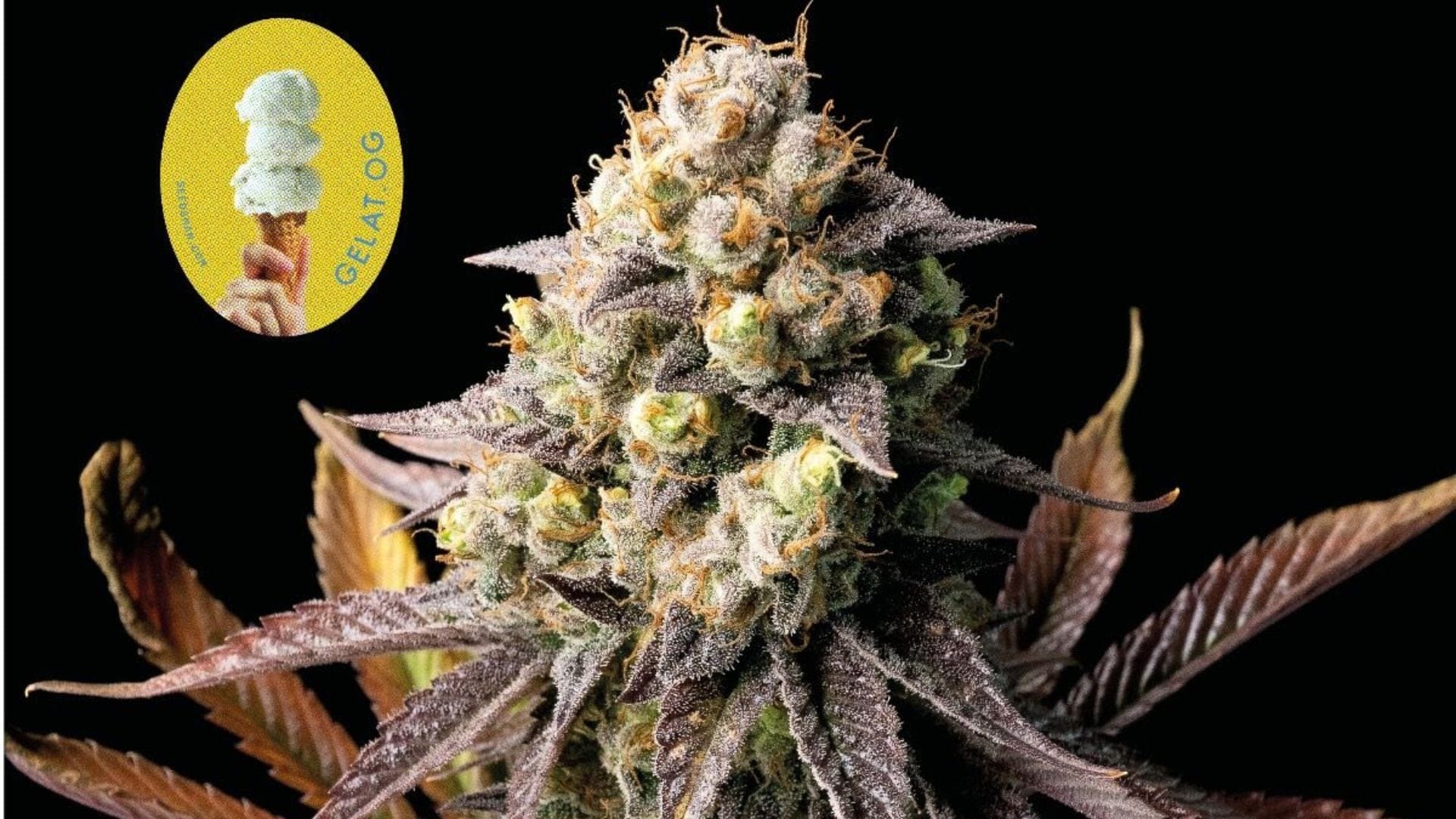 Gelat.OG weather resistant