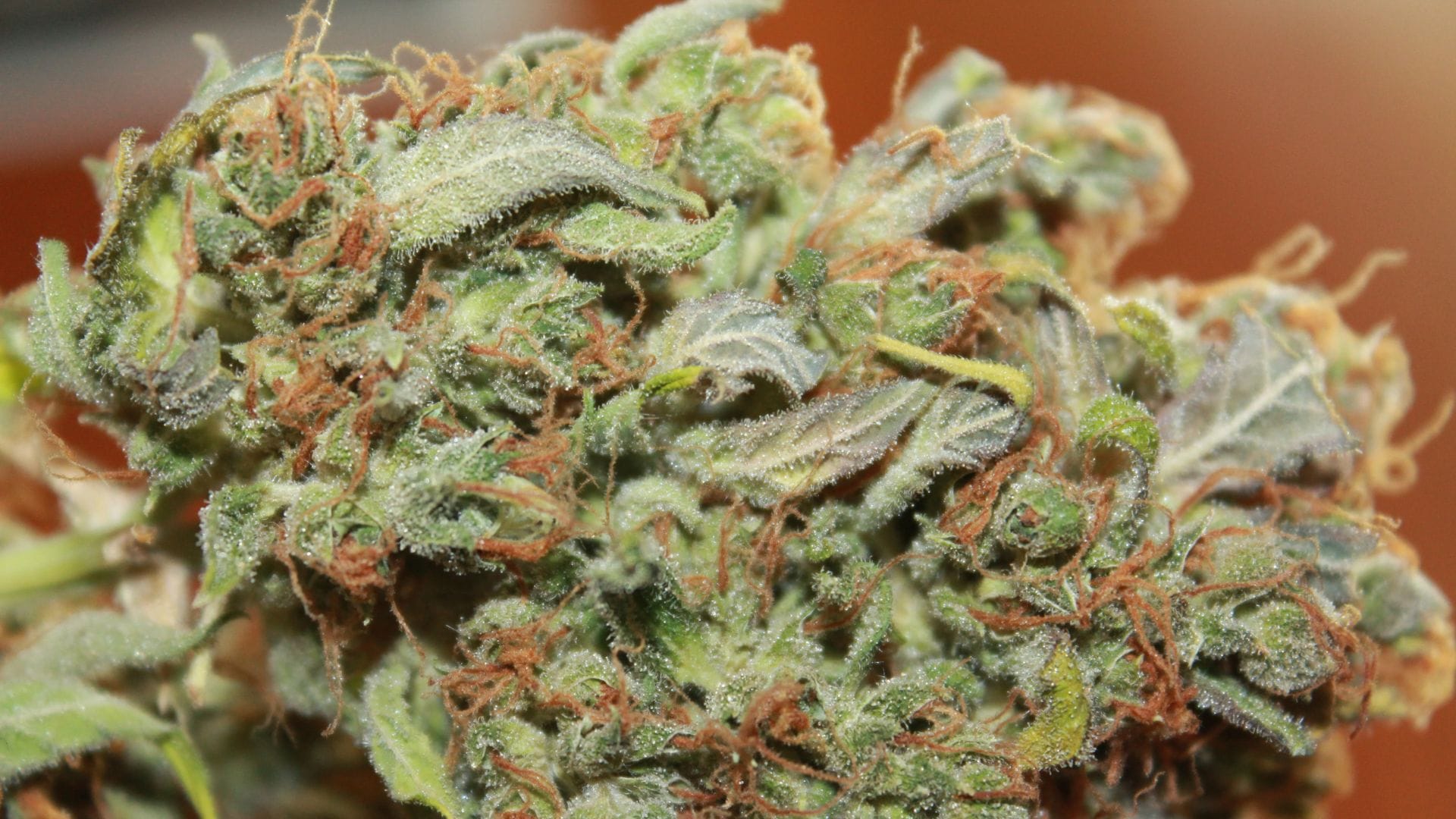 White Widow Auto cannabis bud