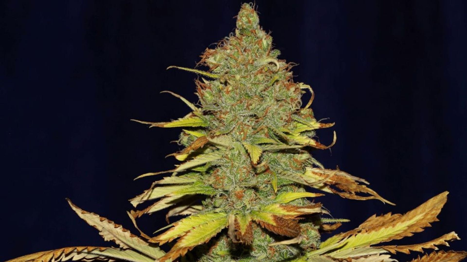 C99 X Blueberry FAST