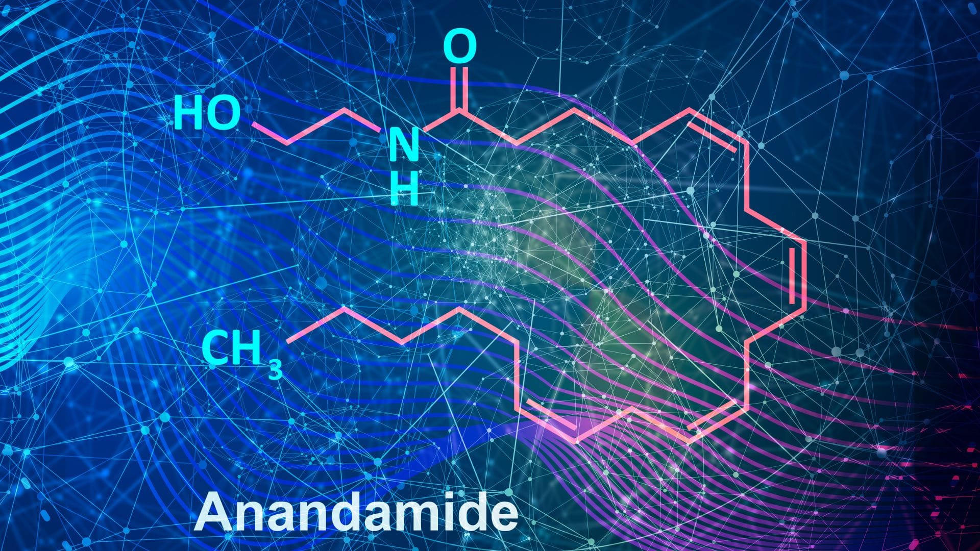 Anandamide Structure Diagram