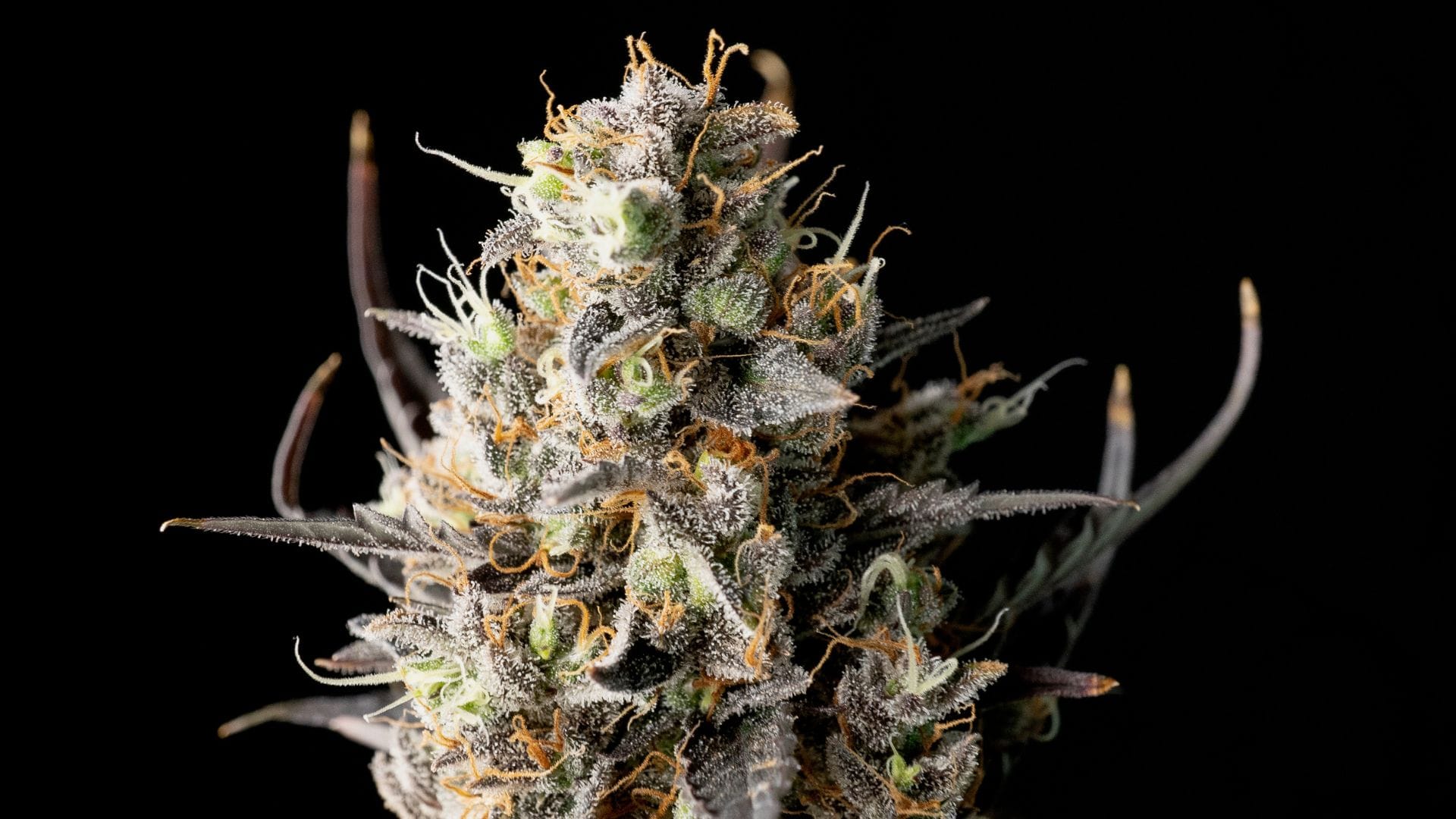 Seedsman Runtz Stone Cowboy Bud