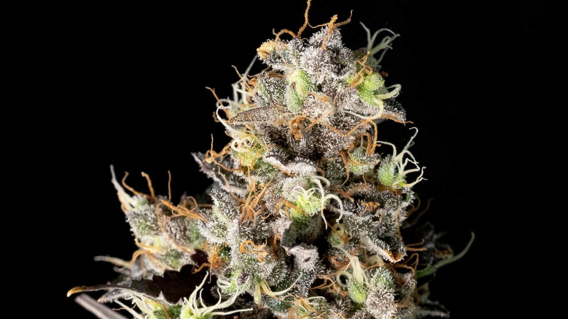 Seedsman Runtz Stone Cowboy close up