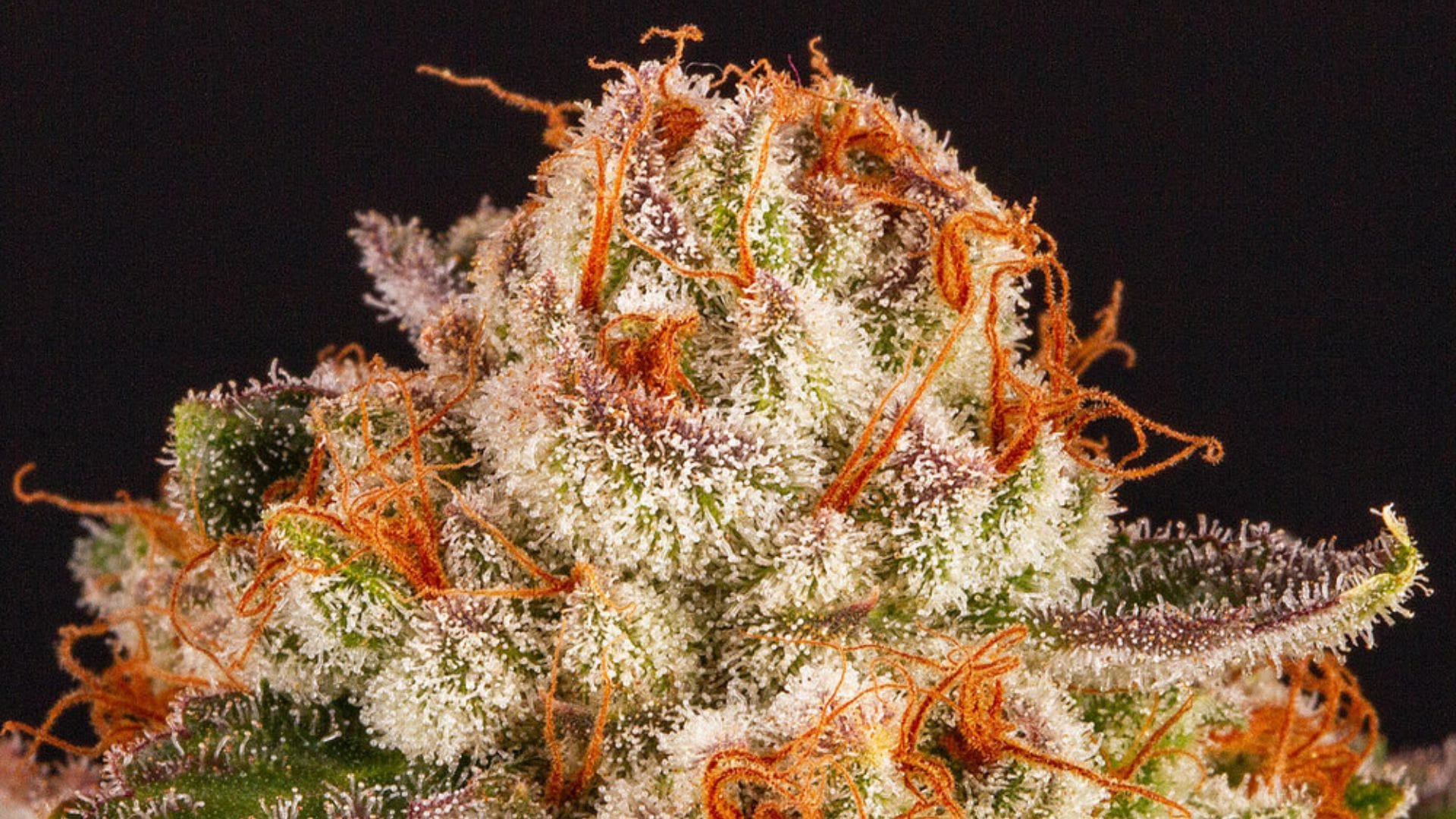 Purple Punch for a greenhouse grow