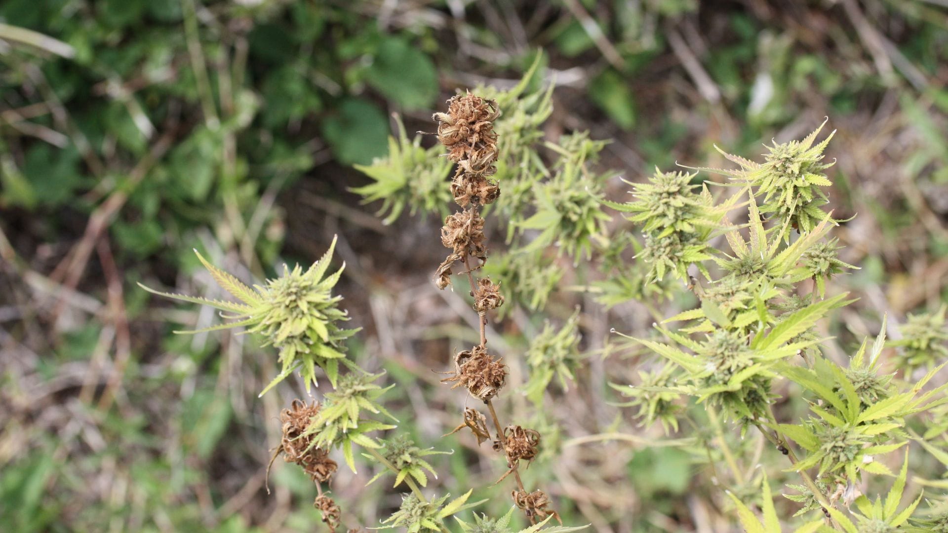 Bud rot on cannabis plants outdoors