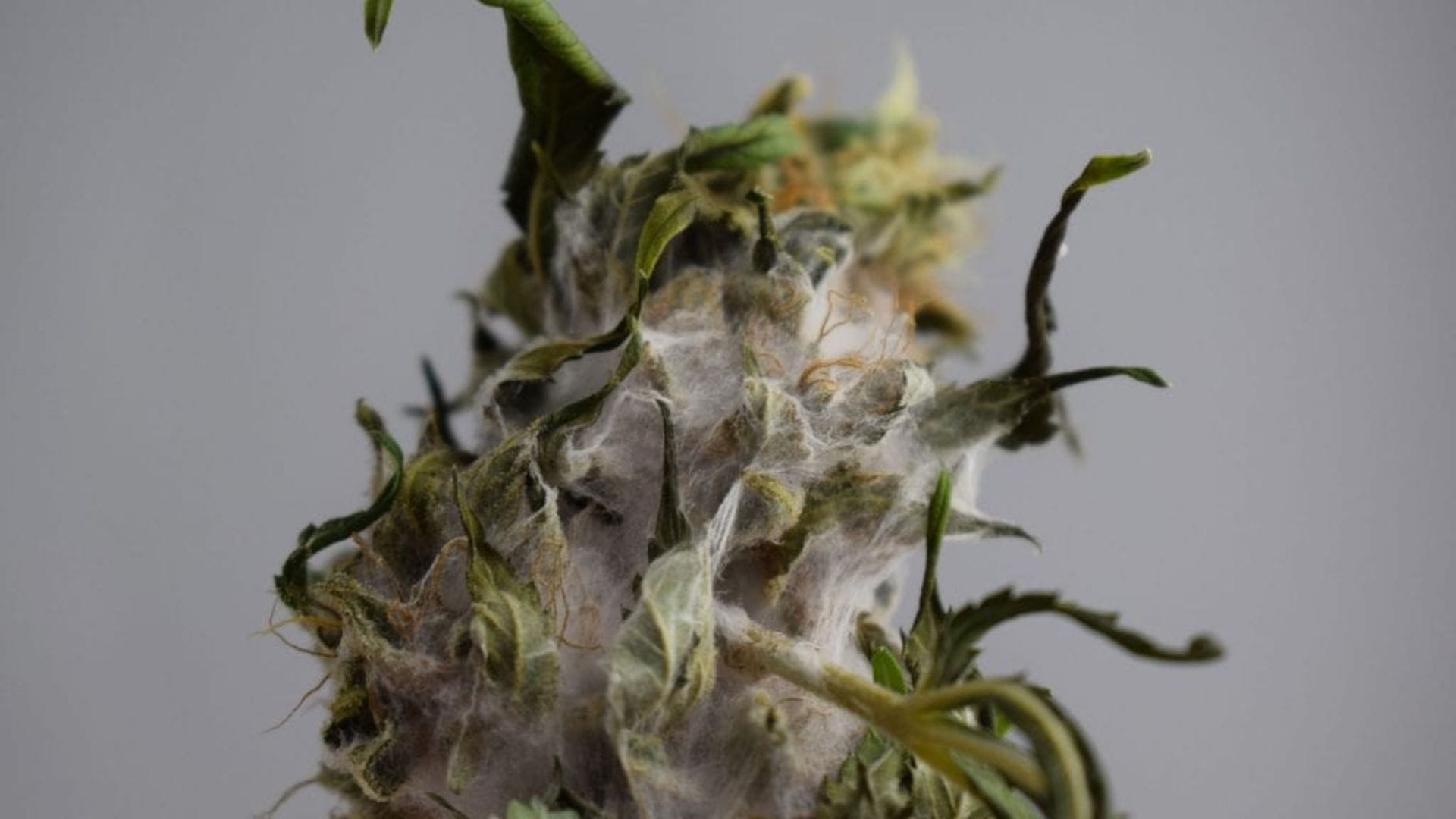 Grey mold/Bud rot close up on cannabis