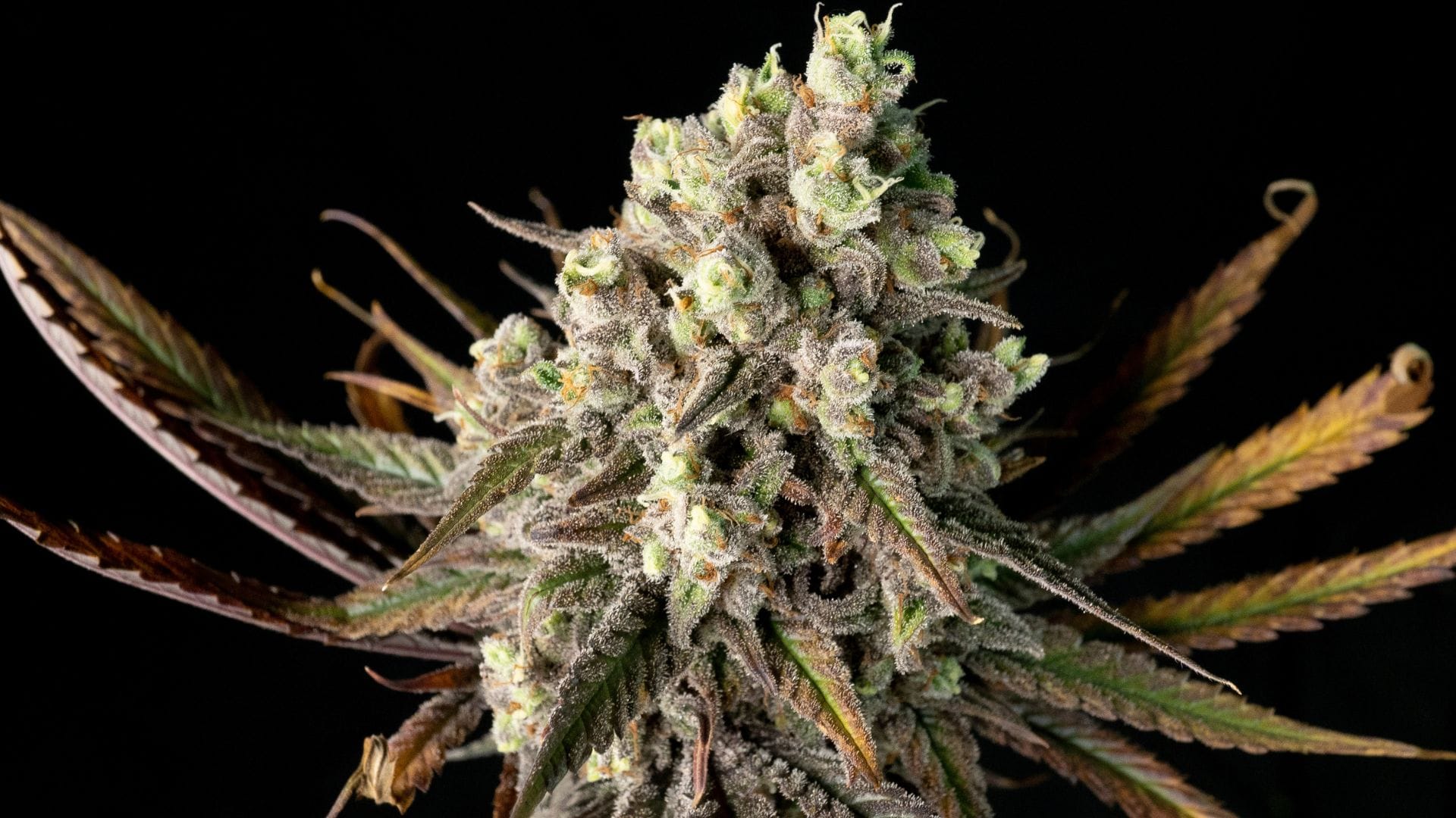Seedsman's Blue Dream