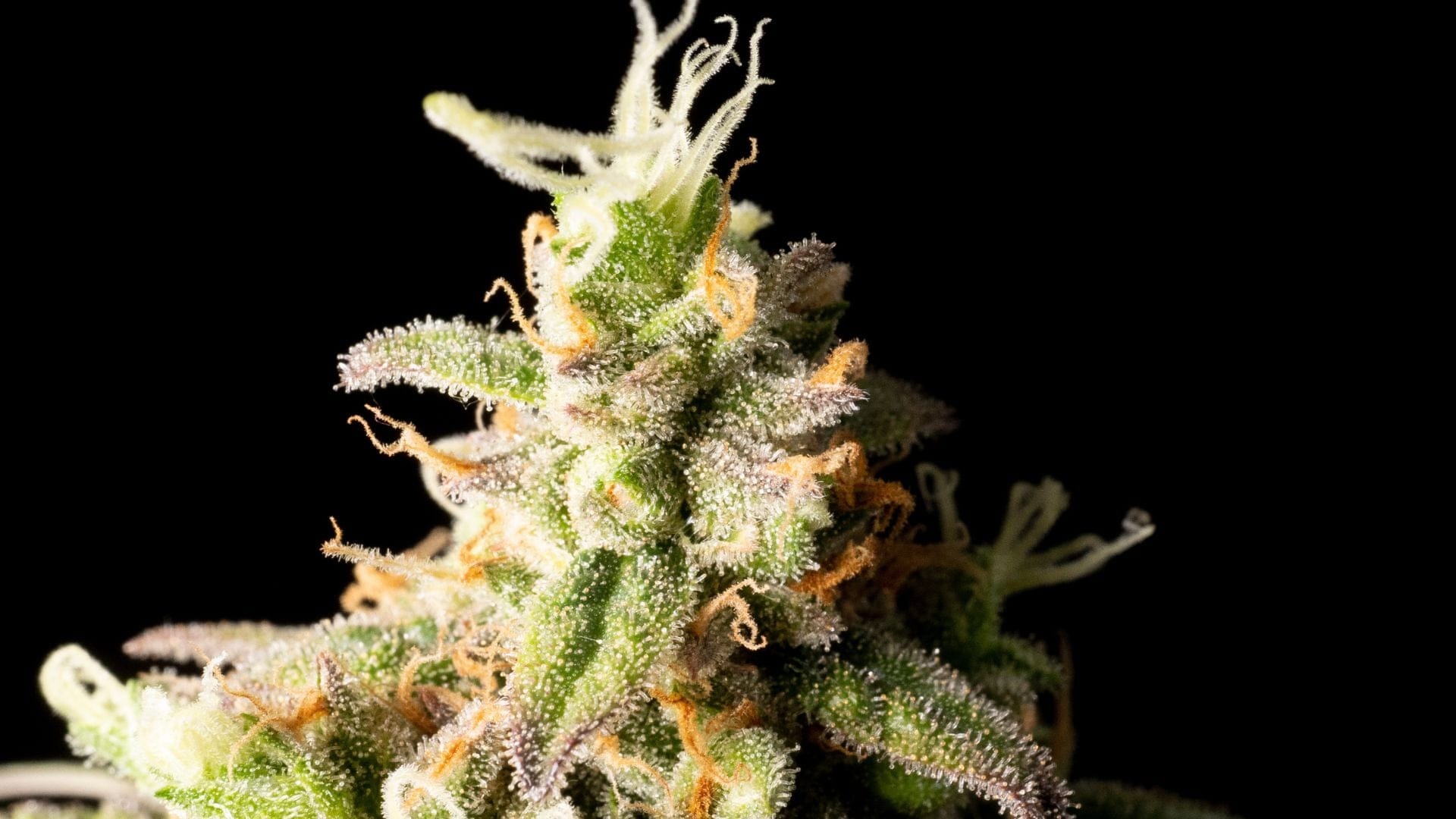 Seedsman's Lemonchello Haze