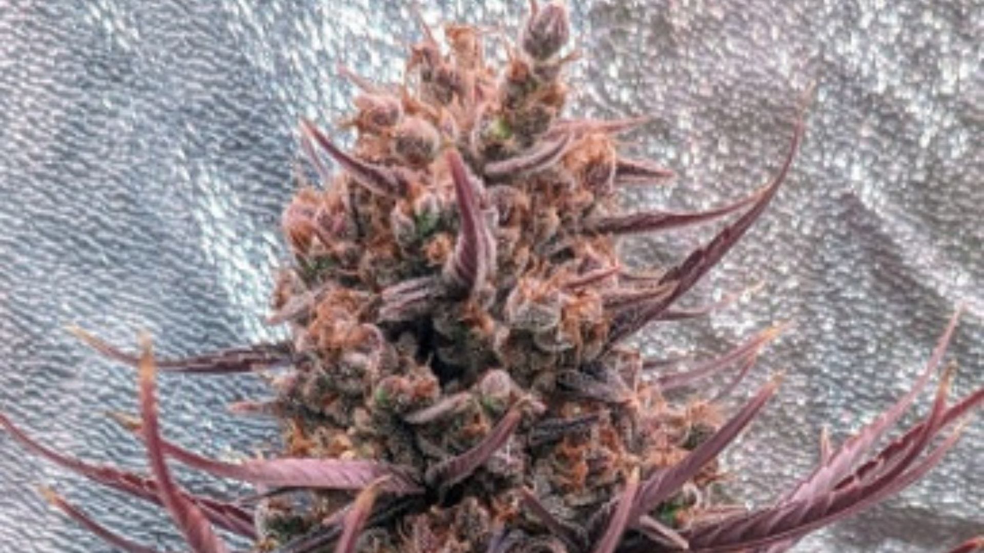 Ace Seeds Panama Haze