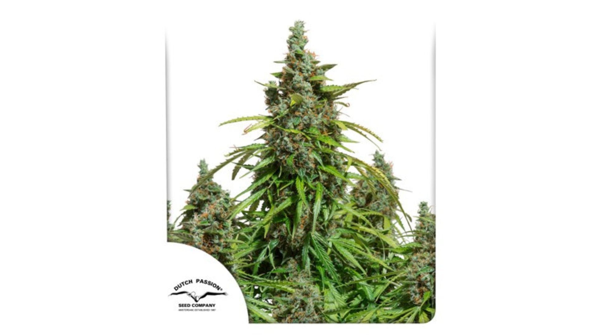 Dutch Passion's Mazar Auto