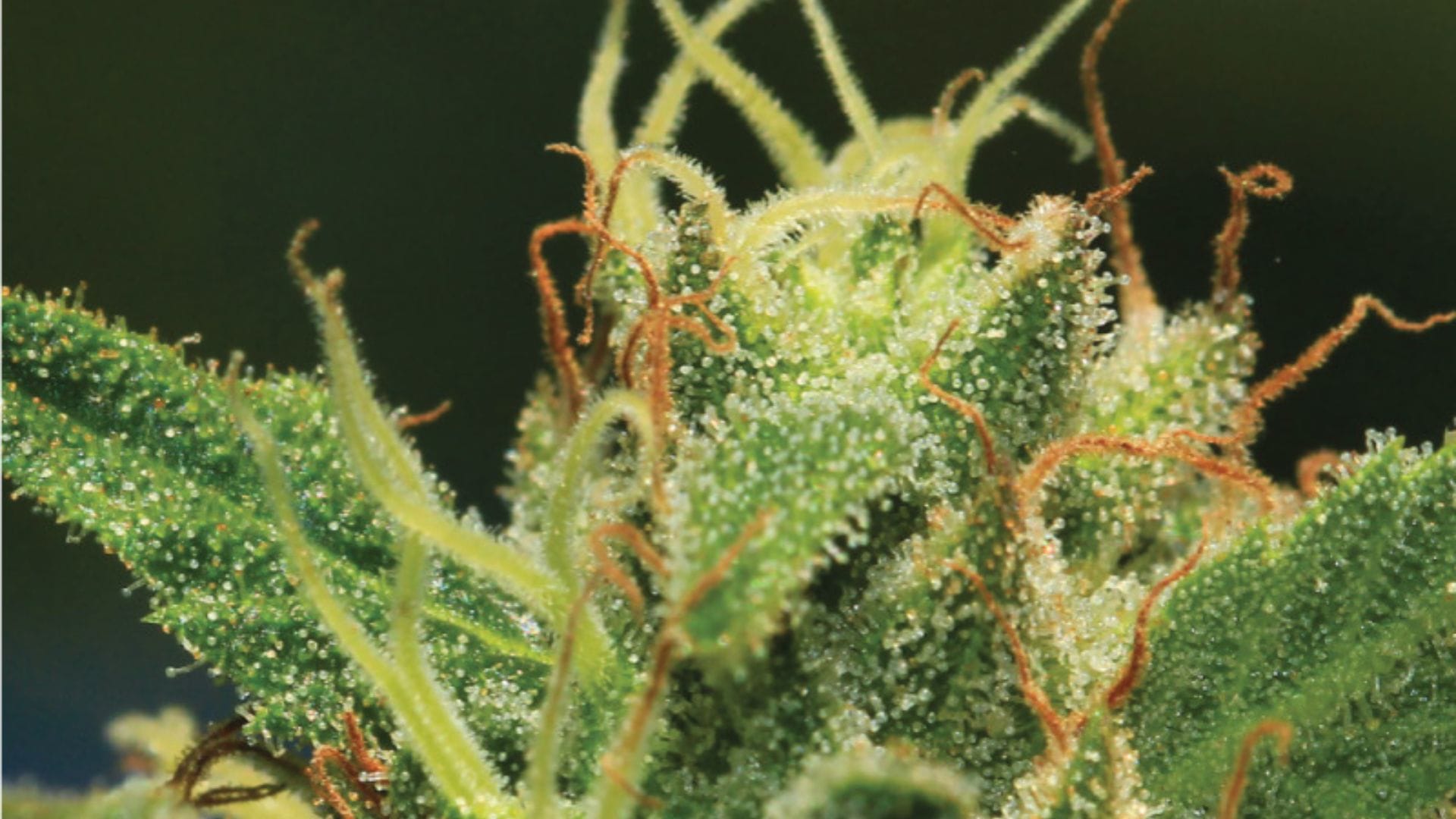 Humboldt Seed Co Sour Diesel