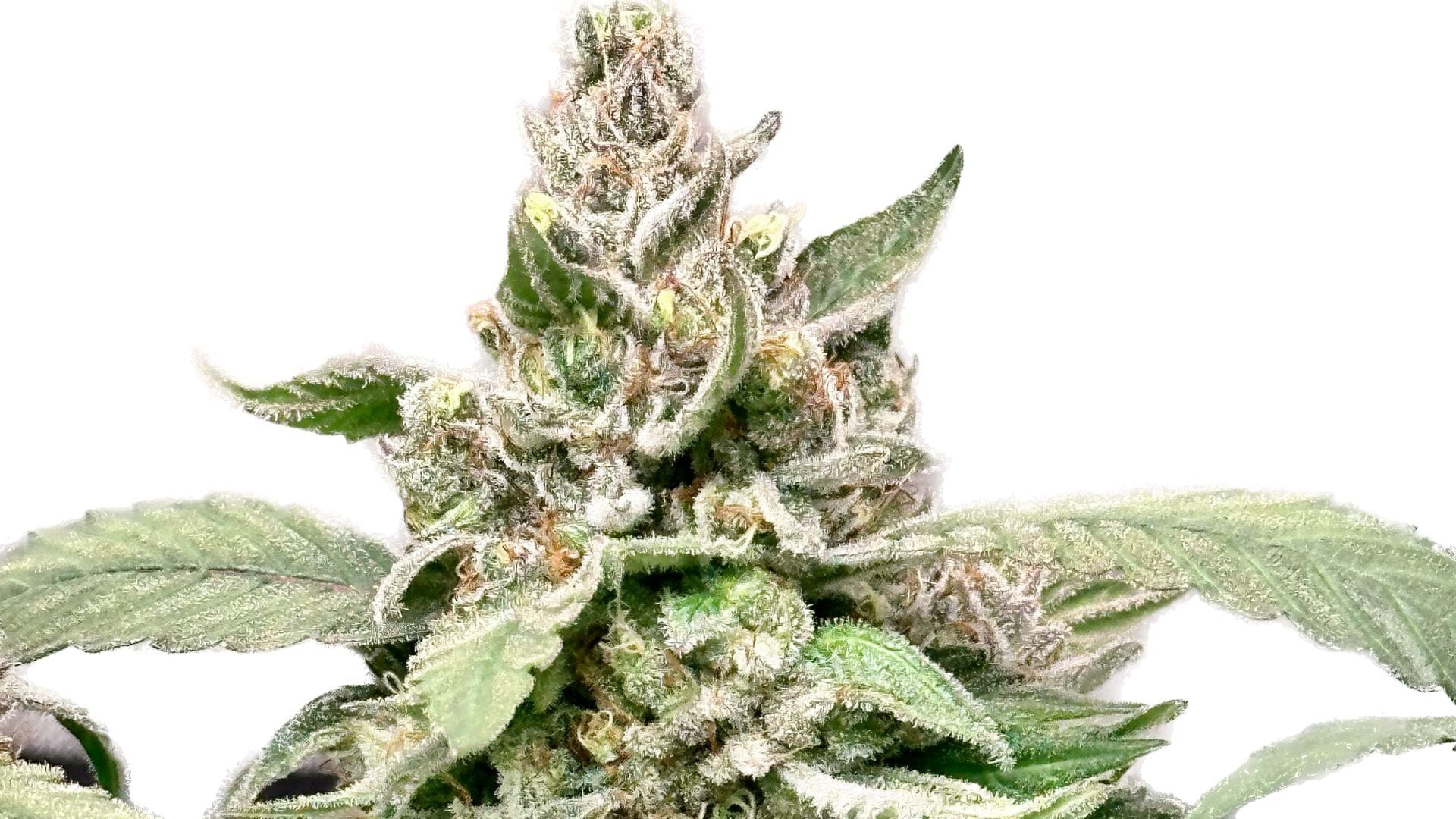 Seedsman's Cali Critical Mass