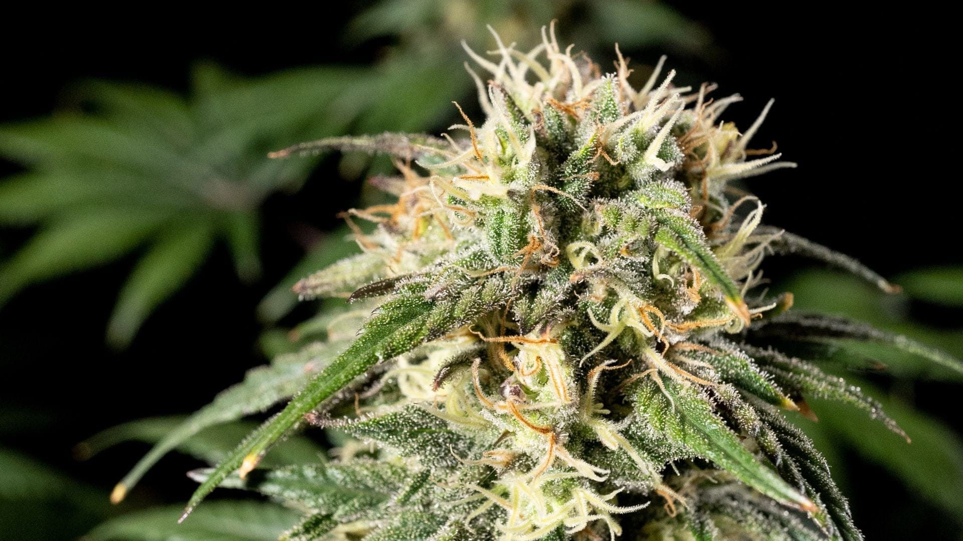 Seedsman's Jack Herer