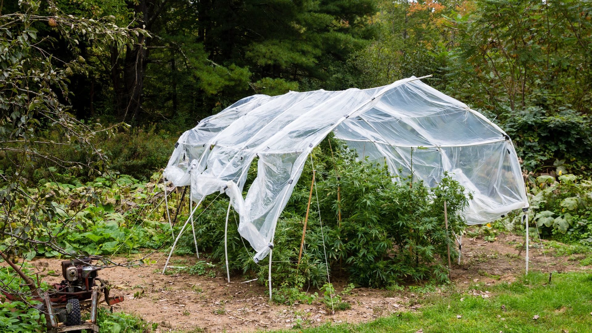 Protecting outdoor cannabis with cover