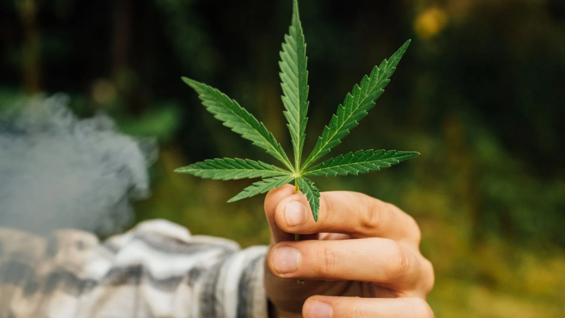 cannabis sativa leaf