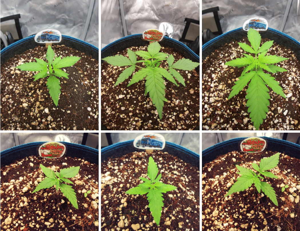 autoflowers in veg week 3