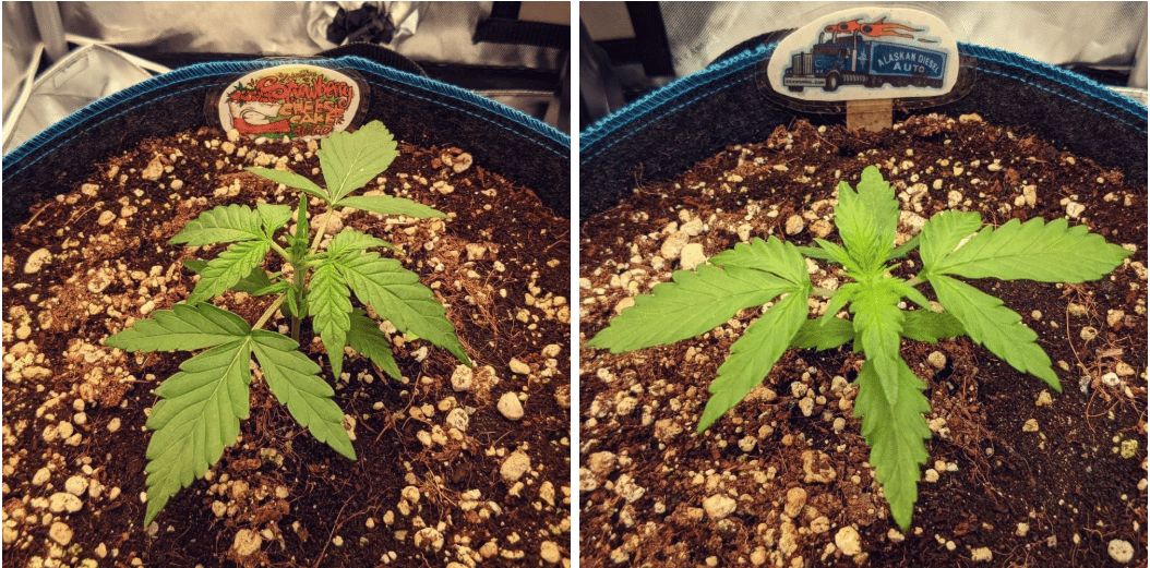 week 3 of vegetative growth