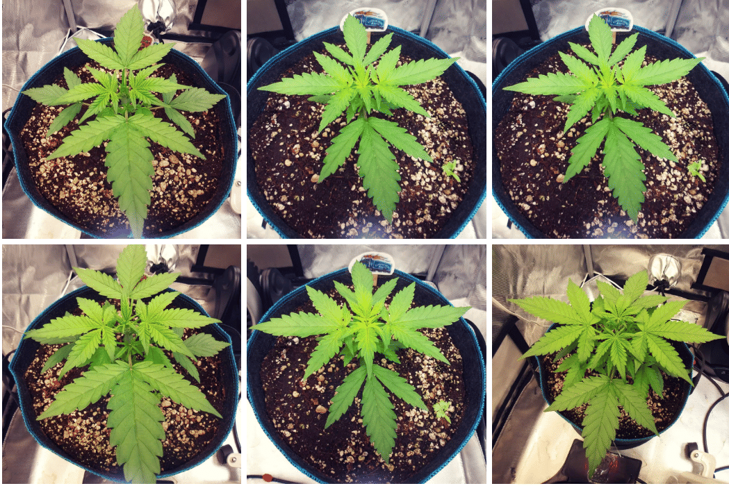 week flower of autos in veg