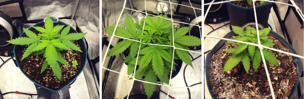 week 4 of vegging autoflowers