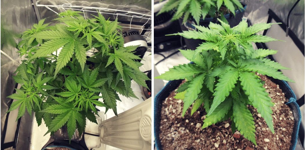 week 5 autos begin flowering