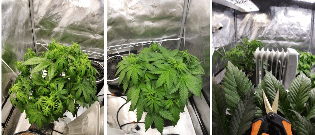 week 6 flowering continues