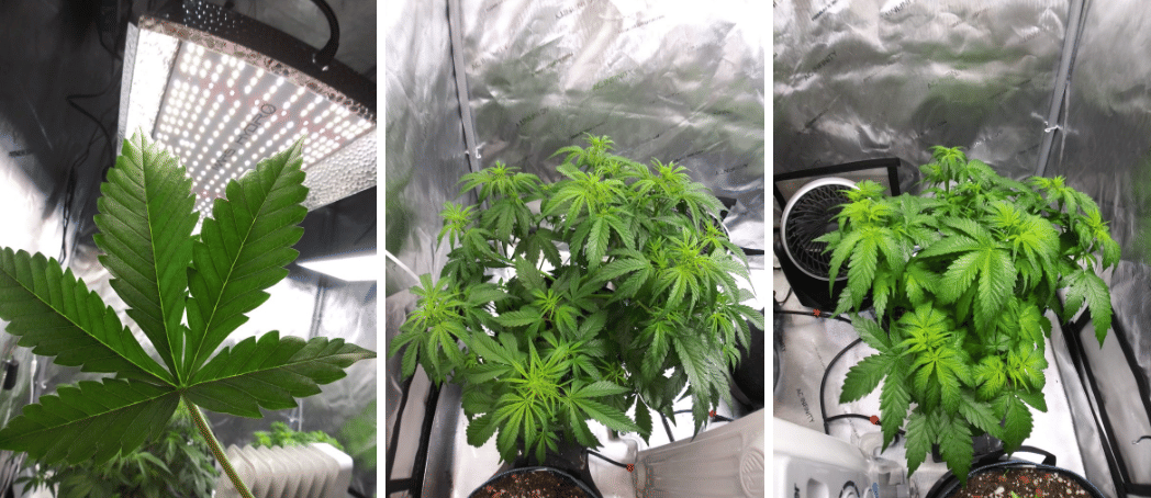 auto flowering continues week 6