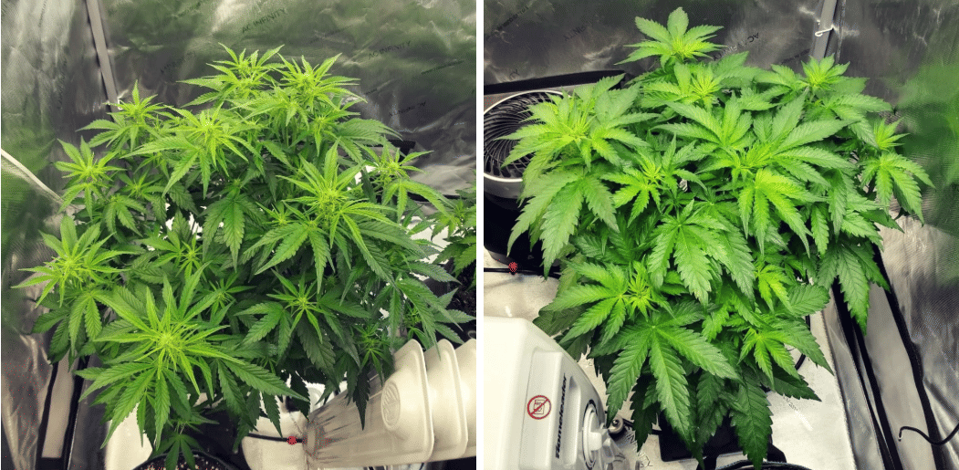 autos continue to flower week 6