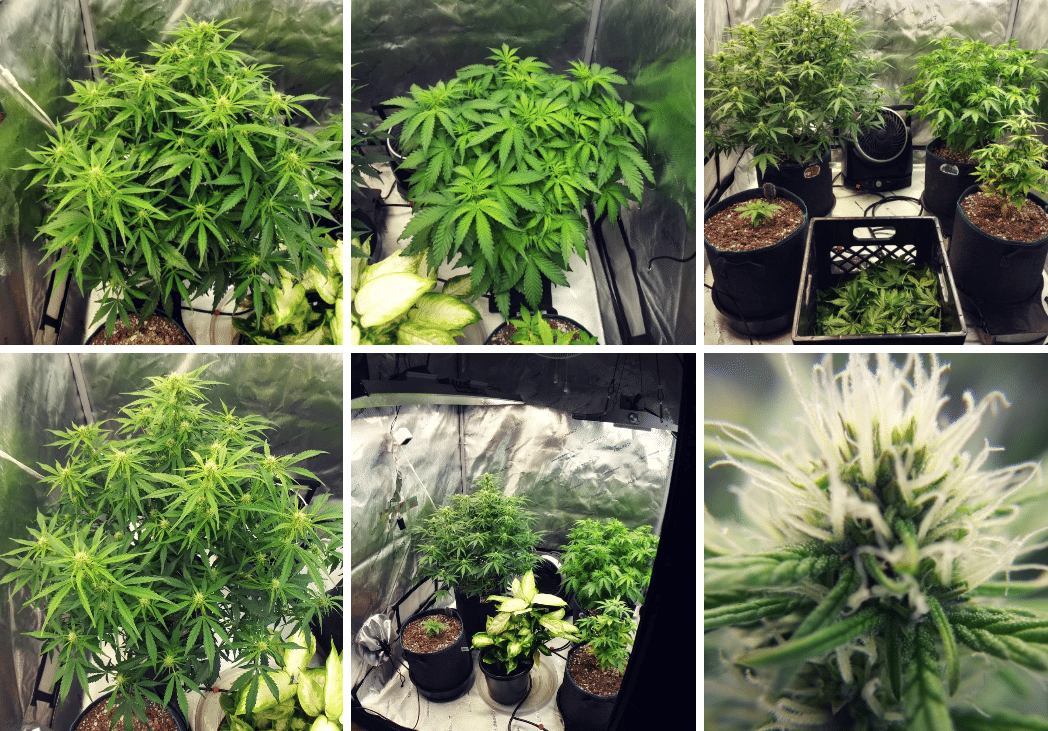 autoflowers in week 7