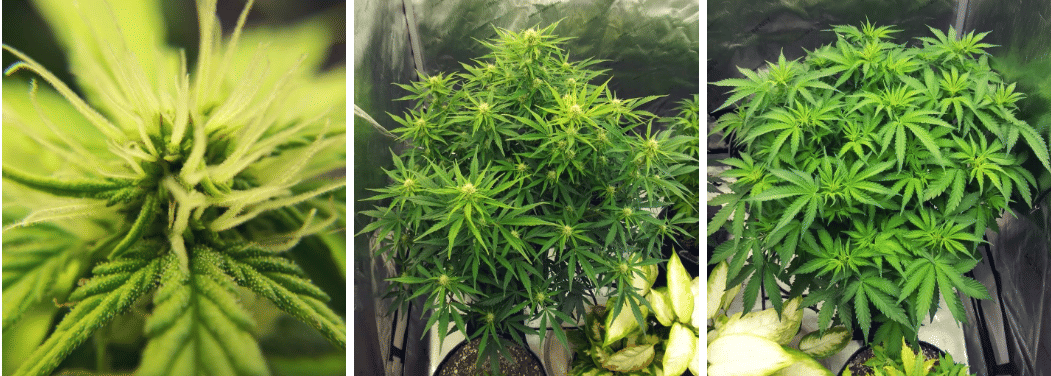 week 7 of autoflowering cannabis