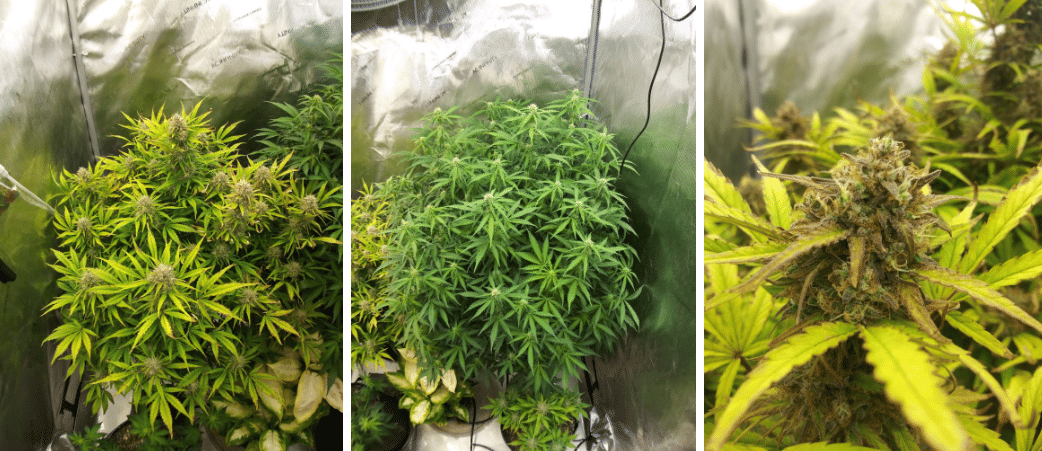 autoflowering cannabis week 8