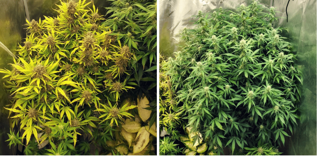 autoflowering week 8