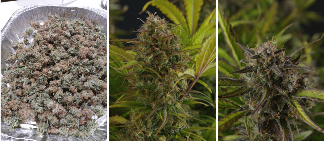 autoflowers pre and post harvest