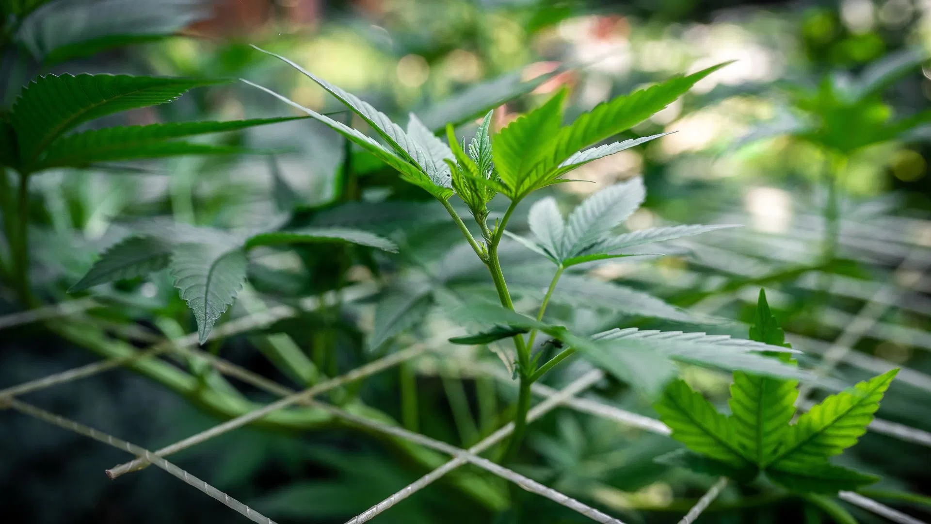 Screen of Green plant training technique