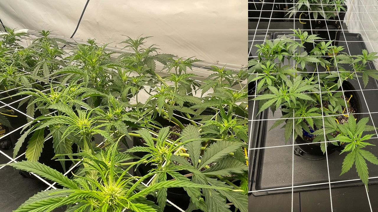 Guide de la technique Screen Of Green (ScrOG) - CannaConnection