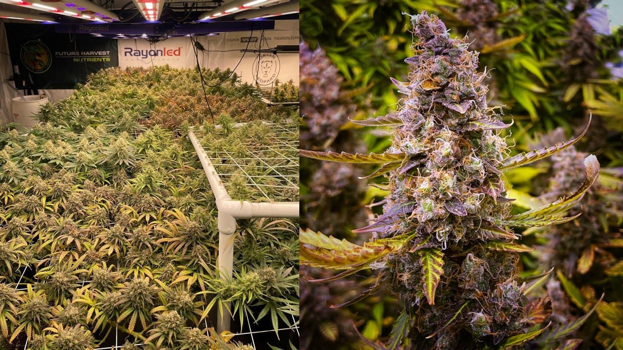 plants grown using SCROG technique