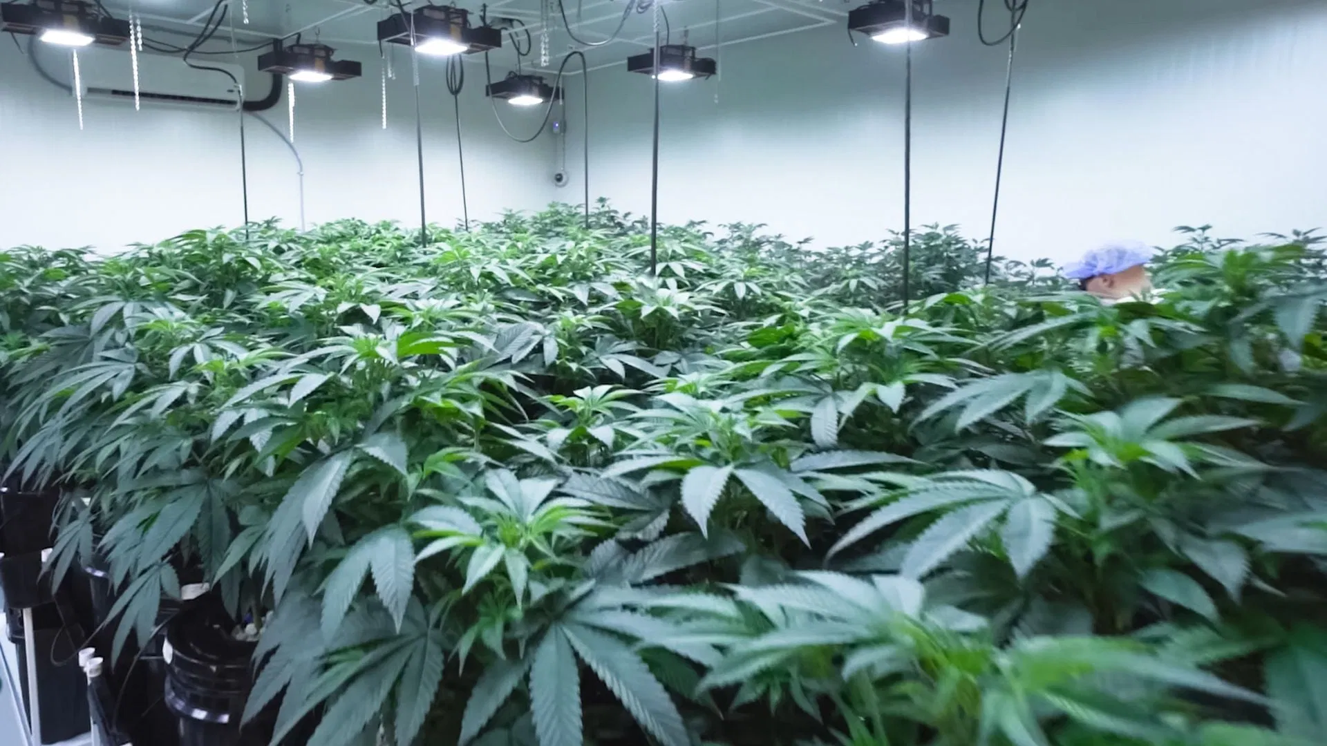 Sea of Green