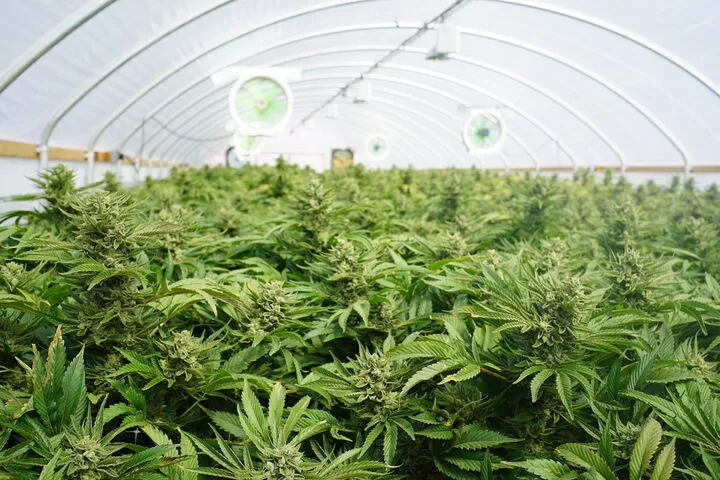 sea of green