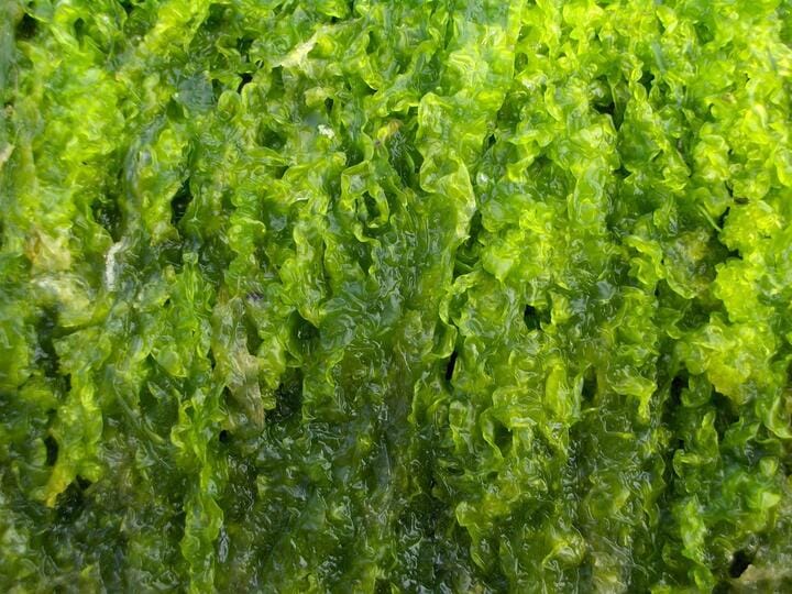 How can seaweed fertilize cannabis?