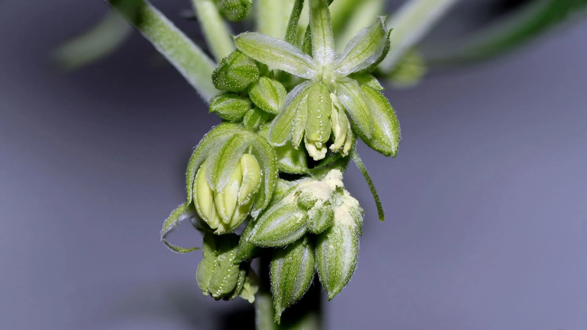 Cannabis seed pods