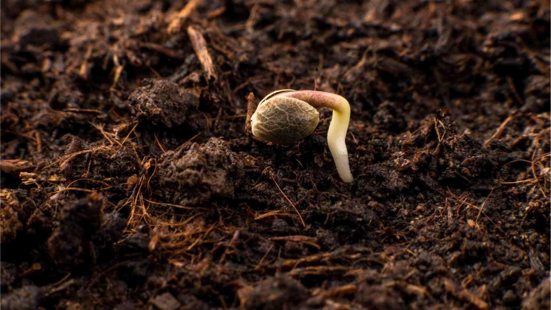 Seed with taproot exposed