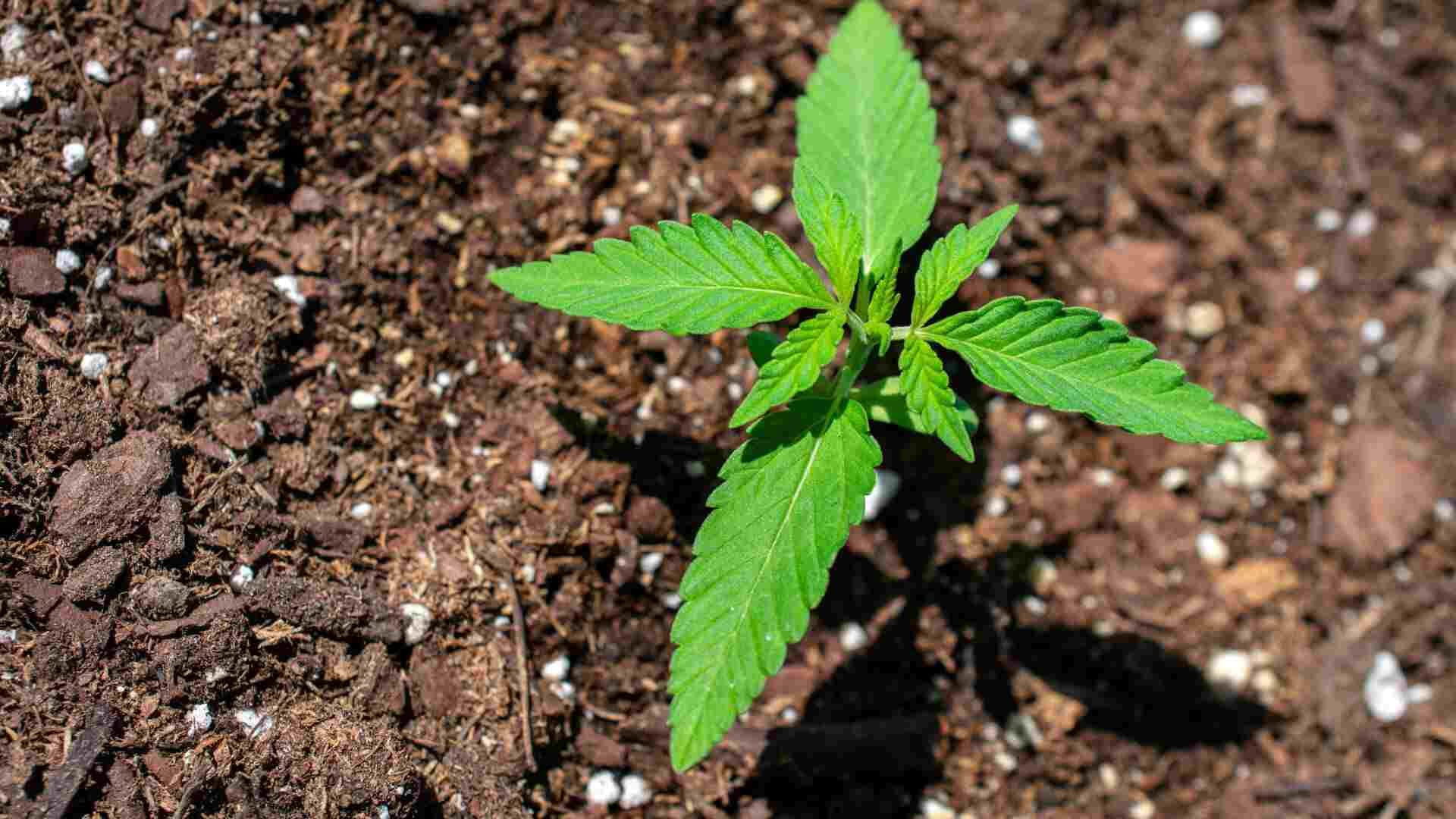 stress ecperienced by the parent can pass to the seedling