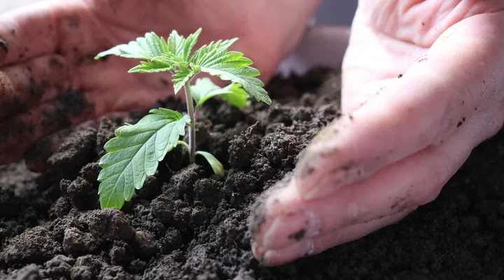 seedling in soil