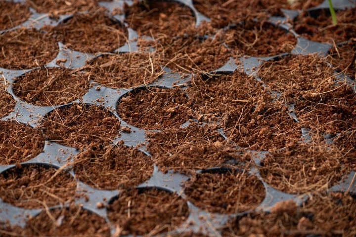 how to start seedlings in coco