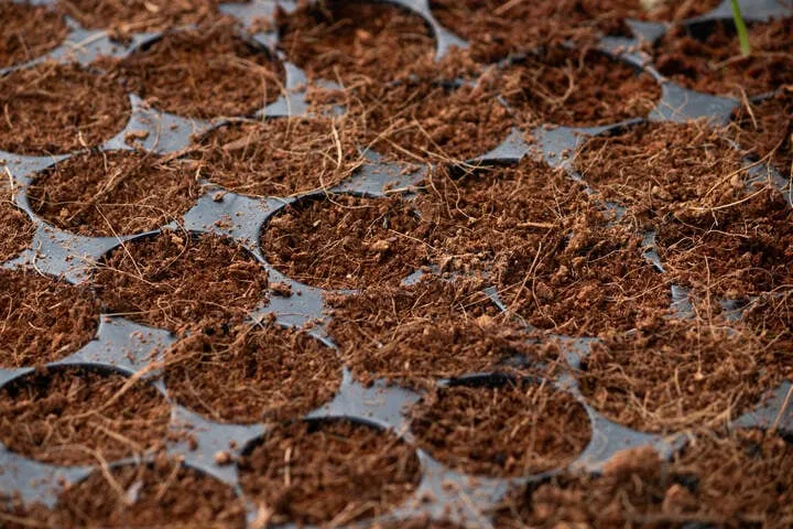 how to start seedlings in coco
