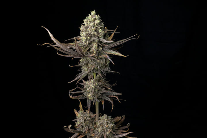 Seedsman Blue Dream.jpg