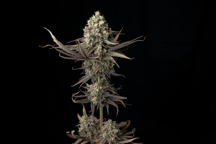 Seedsman Blue Dream