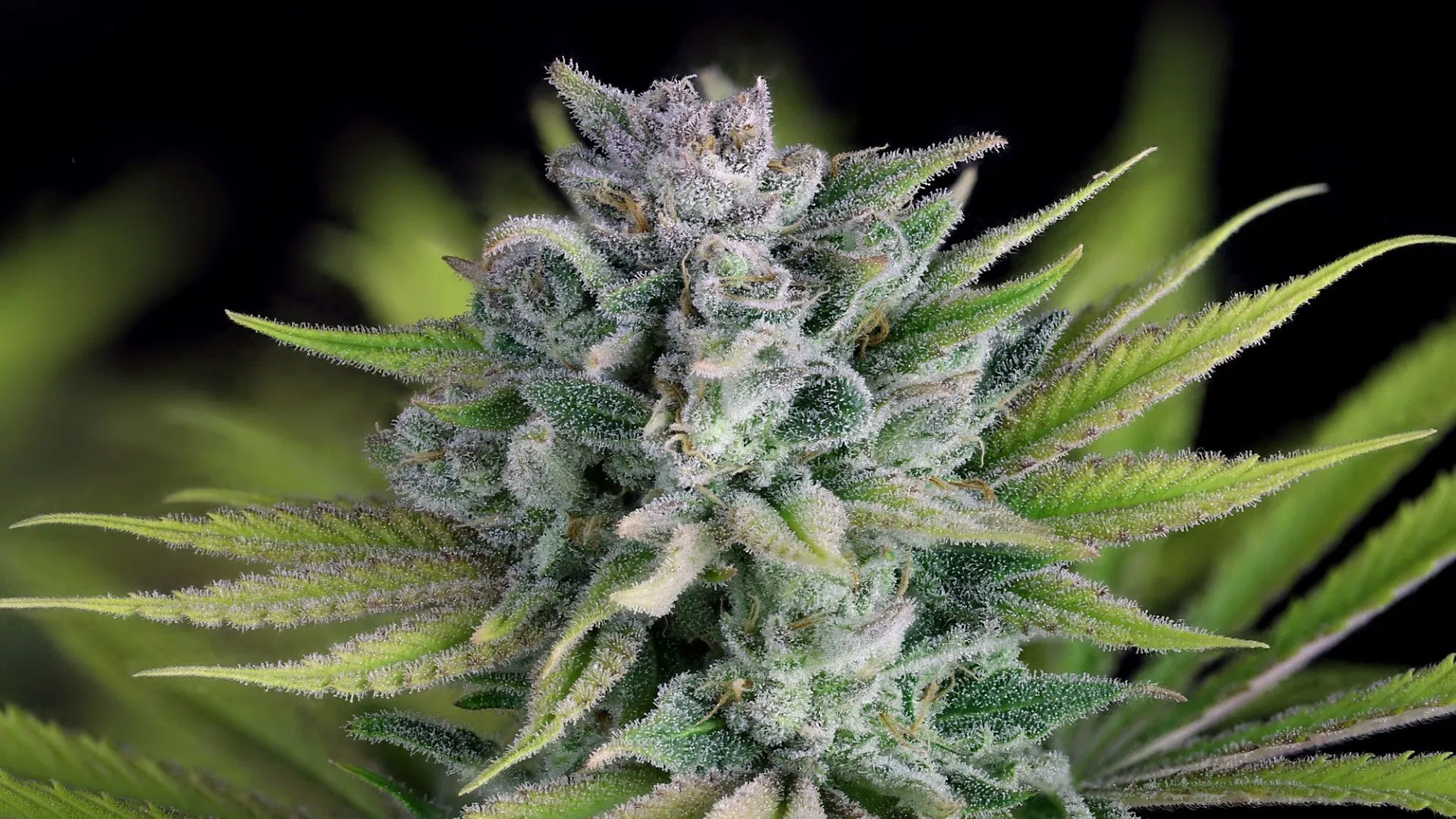 Seedsman Bubba Cheesecake