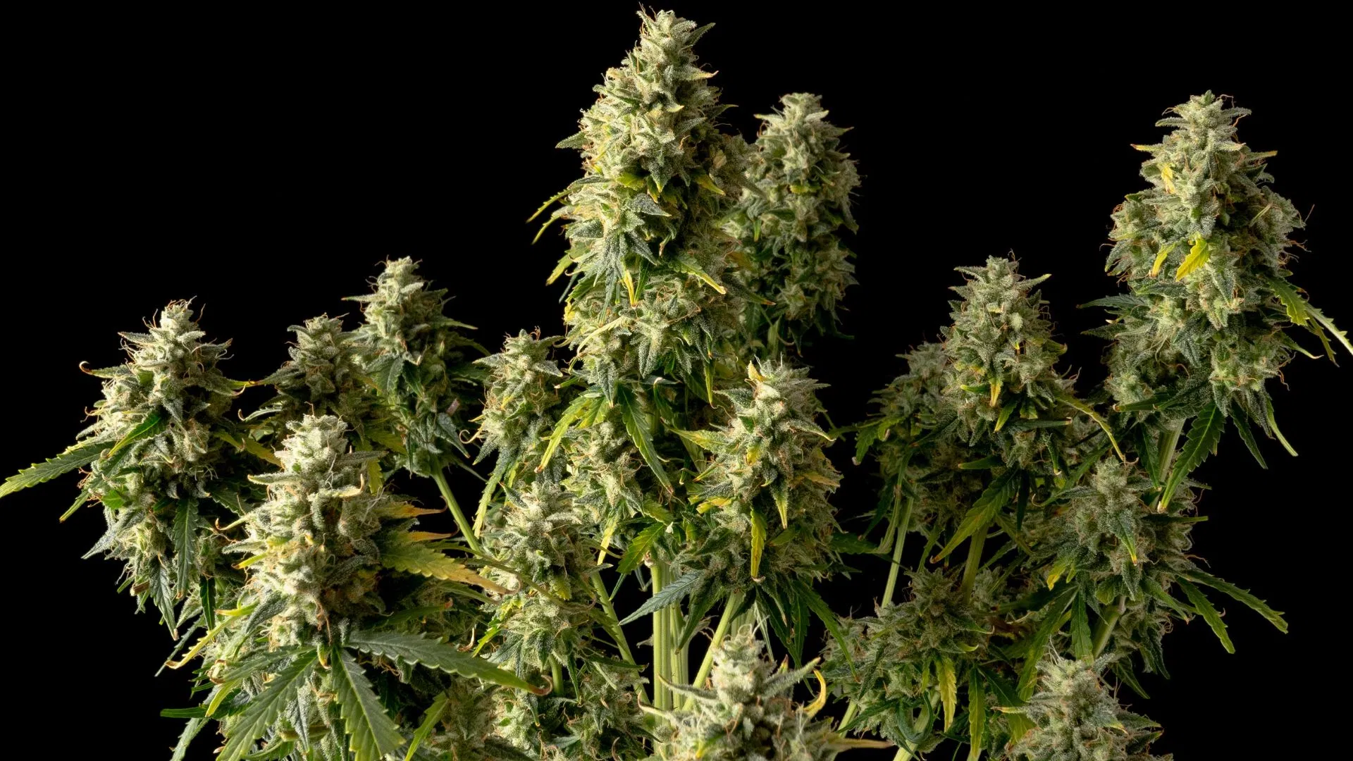Gelat.OG Auto