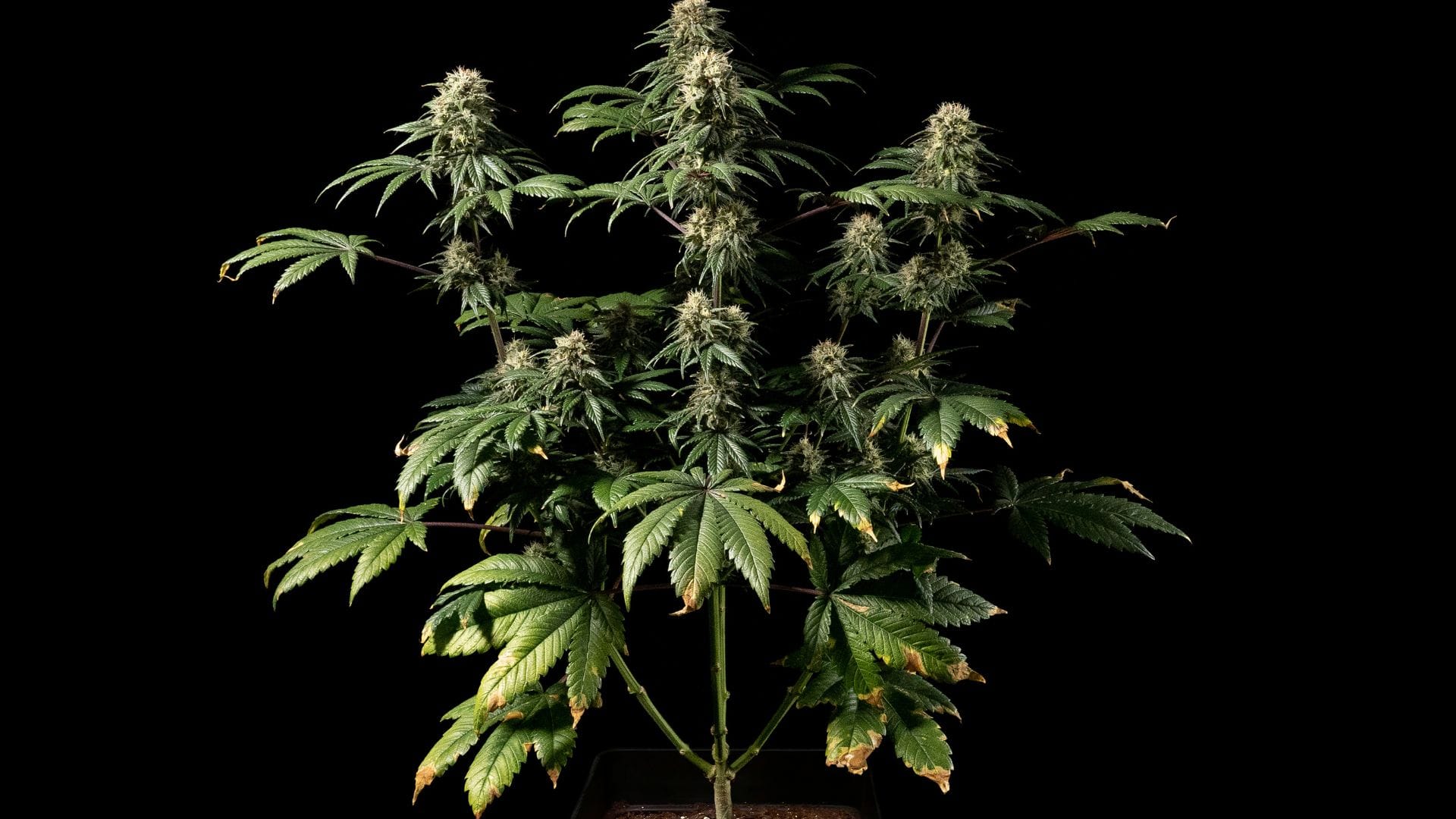 Seedsman Jack Herer in flowering